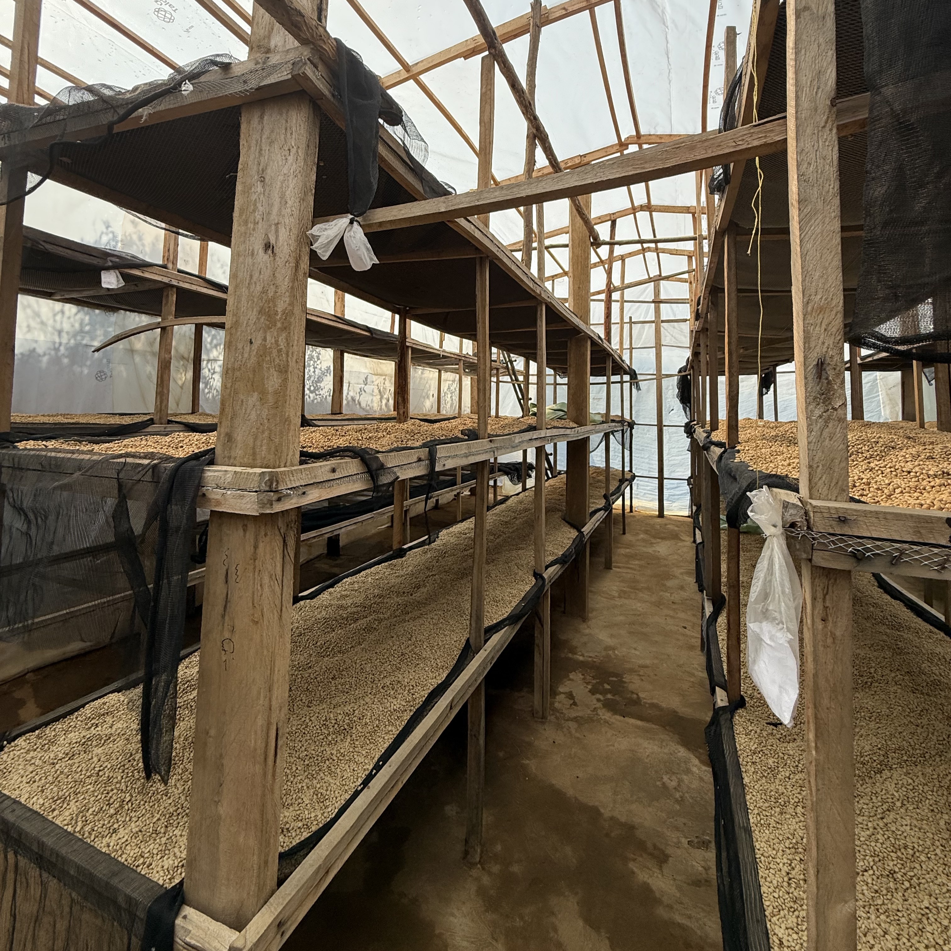 Rwanda Rugali A1 TOP Washed(24/25年クロップ) | ORIGIN COUNTRIES